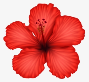 Transparent Hibiscus Flower Png, Png Download, Free Download