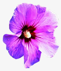 Transparent Hibiscus Clipart - Purple Hawaiian Flowers Png, Png Download, Free Download