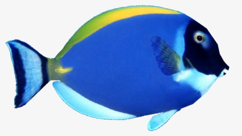 Powder Blue Tang - Colour Fish Images Png, Transparent Png, Free Download