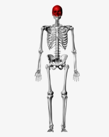 Femur Skeleton, HD Png Download, Free Download