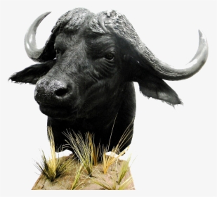 African Buffalo Png Download - Bull, Transparent Png, Free Download