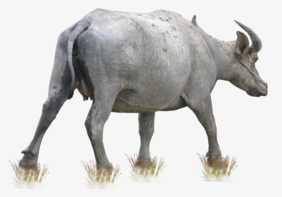 Cattle Water Buffalo - Free Buffalo Png, Transparent Png, Free Download