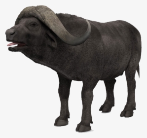African Buffalo Png Images Download - Portable Network Graphics, Transparent Png, Free Download