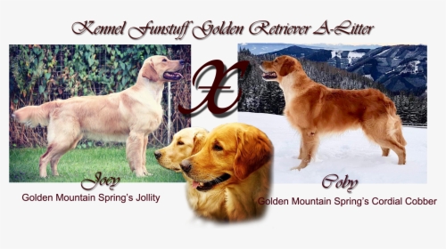 Golden Retriever, HD Png Download, Free Download