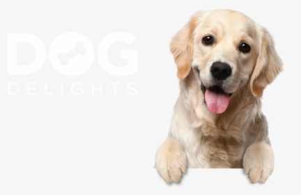 Dog Delights Background Register Pet - Transparent Background Golden Retriever Png, Png Download, Free Download