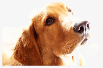 Goodbye Best Friend Dog - Goodbye My Friend Dog, HD Png Download, Free Download