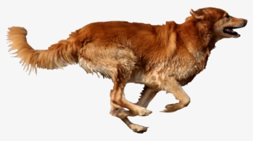 Breed,carnivore,sporting Group,golden Retriever,fur,aidi,nova - Dog Running Transparent Background, HD Png Download, Free Download
