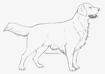 Golden Retriever Lineart, HD Png Download, Free Download