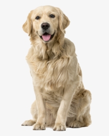 Golden Retriever White Background, HD Png Download, Free Download