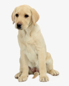 Labrador Retriever Png Free Download - Golden Retriever Puppy White Background, Transparent Png, Free Download
