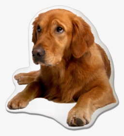 Golden Retriever Dog Pillow - German Shepherd Golden Retriever Siberian Husky, HD Png Download, Free Download