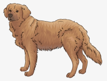 Golden Retriever Clipart, HD Png Download, Free Download
