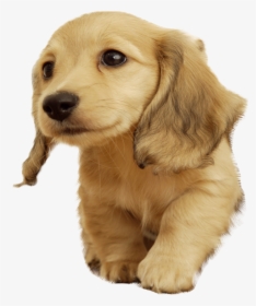 Golden Retriever Puppy Png - Cachorro De Orelhas Compridas, Transparent Png, Free Download