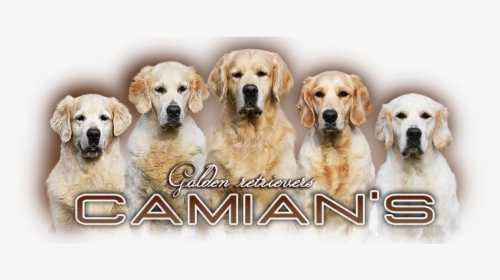Golden Retriever - Camian"s - Golden Retriever, HD Png Download, Free Download