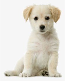 Golden Retriever Png Pic Background - Golden Retriever Puppy Png, Transparent Png, Free Download