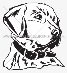 Production Ready Artwork For - Drawings Of Golden Retriever Heads, HD Png Download, Free Download