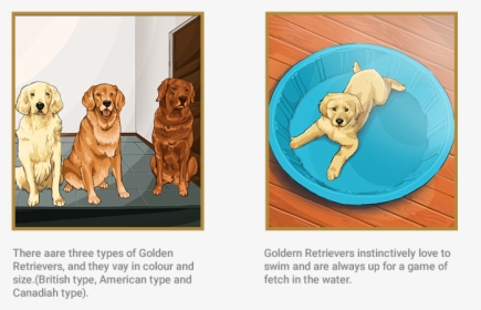 Golden - English Canadian And American Golden Retriever, HD Png Download, Free Download