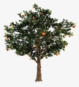 Transparent Apple Tree Png - Transparent Orange Tree Png, Png Download, Free Download