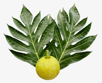 Breadfruit And Leaves - Breadfruit Tree Leaf, HD Png Download, Free Download