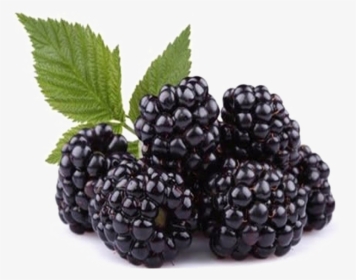 Fruit-tree - Fruit Blackberry, HD Png Download, Free Download