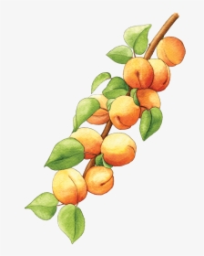 Illustration By Helen Krayenhoff - Apricot Branch Png, Transparent Png, Free Download