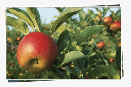 Fruit Trees - Producer Makes Its Own Food, HD Png Download, Free Download