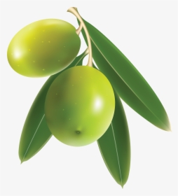 Download Olive Transparent Png - Olive Png, Png Download, Free Download