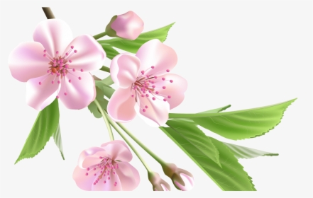 Sakura Flower Drawing Clip Art Library - Spring Flowers Png, Transparent Png, Free Download