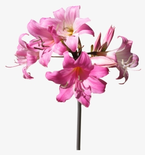 Belladonna, Lily, Flower, Stem, Summer - Flower With Stem Png, Transparent Png, Free Download