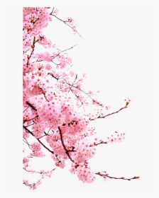 Bunga Png Japanese Cherry Blossom Png - Cherry Blossoms Transparent Background, Png Download, Free Download