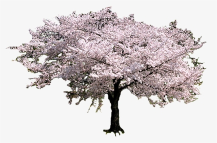Sakura Tree , Png Download - Sakura Tree, Transparent Png, Free Download