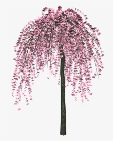 Sakura Png - Розовое Дерево Пнг, Transparent Png, Free Download