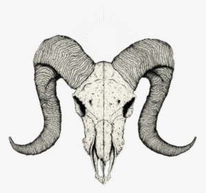Skull Tattoo Drawing Sketch - Ram Skull Drawing, HD Png Download, Free Download