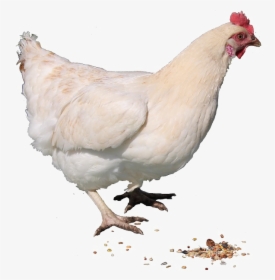 Hen Free Png Image - Hen Png, Transparent Png, Free Download