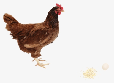 Chicken Clipart Hd Png Images - Rhode Island Red Png, Transparent Png, Free Download