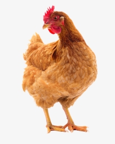 Egg Production - Hen Png With Egg, Transparent Png, Free Download