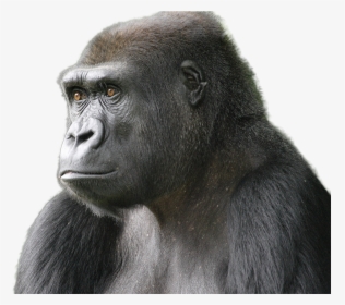 Gorilla Png Image - Png Transparent Animals Gorillas, Png Download, Free Download