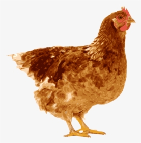 Transparent Clipart Of A Hen - Chicken Laying An Egg, HD Png Download, Free Download