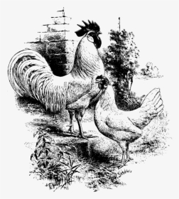 Transparent Rooster Clipart - Chicken Line Drawing Rooster, HD Png Download, Free Download