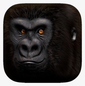 Monkey, HD Png Download, Free Download