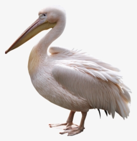 Pelican Heron Bird Penguin Portable Network Graphics - Pelican Png, Transparent Png, Free Download