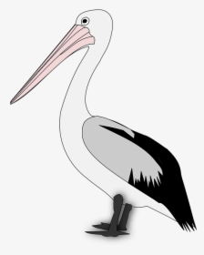 Pelican Png Transparent Image - Pelican Birds Clipart, Png Download, Free Download
