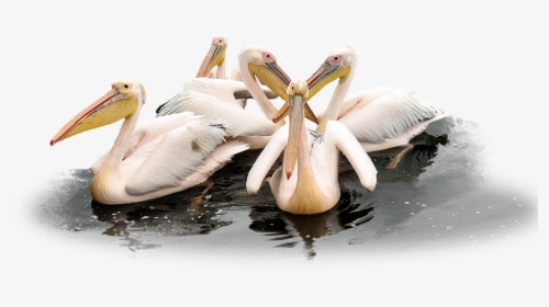 Pelican Png Clipart - Pelicans Birds Png, Transparent Png, Free Download