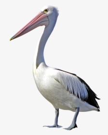 Pelican Bird Clip Art - Pelican Png, Transparent Png, Free Download