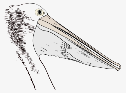 White Pelican, HD Png Download, Free Download