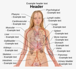 Anatomy Of Human Body Images - Happens If You Don T Sleep, HD Png Download, Free Download