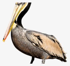 Pelican Png Transparent Images - Brown Pelican Png, Png Download, Free Download