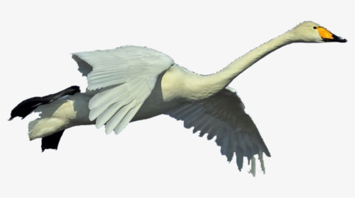 Duck Goose Whooper Swan Bird Pelican - Ibis, HD Png Download, Free Download