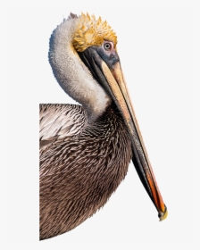 Brown Pelican, HD Png Download, Free Download