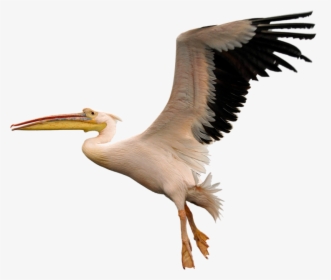 Bird, Fly, White, Pelican, Na - American White Pelican Png, Transparent Png, Free Download